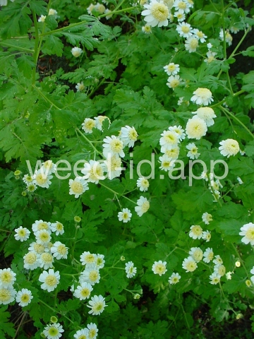 feverfew